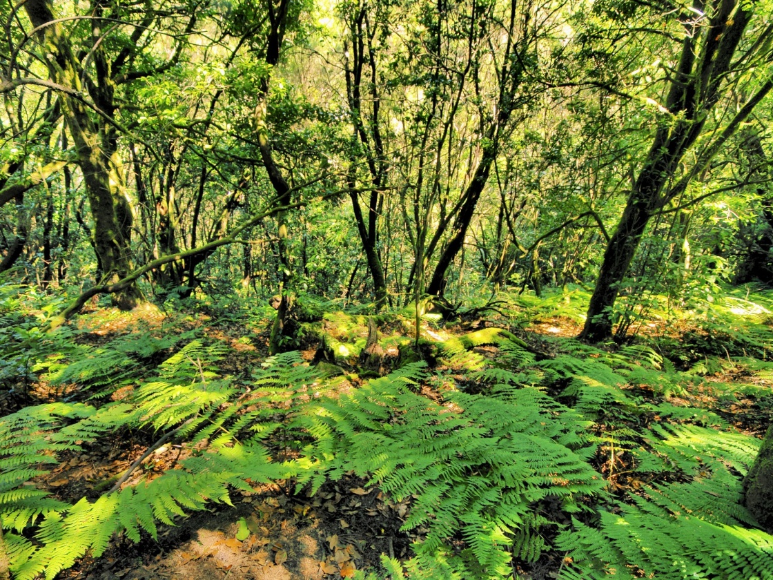 Garajonay National Park, La Gomera, Canary Islands, Spain